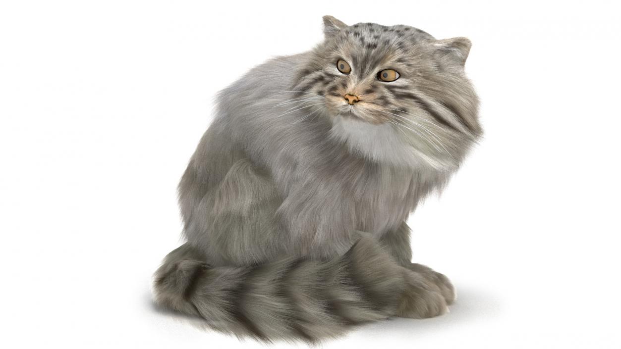 3D Pallas Cat with Fur Animated model