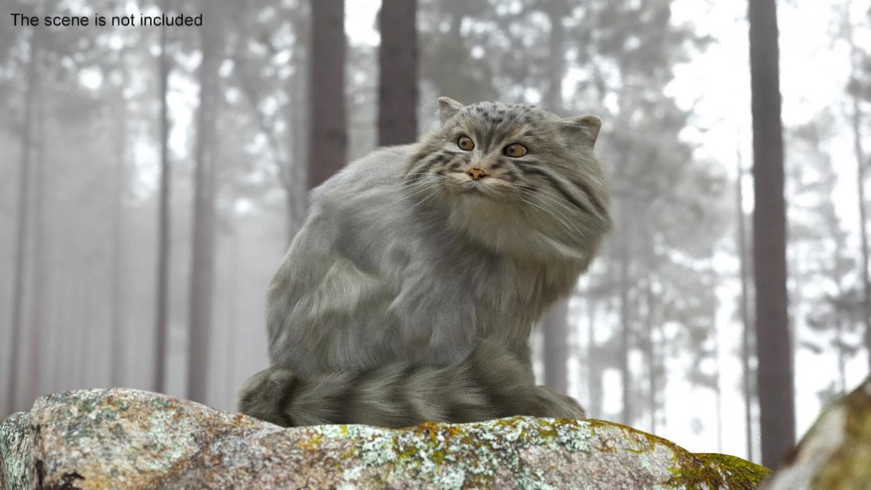 3D Pallas Cat with Fur Animated model