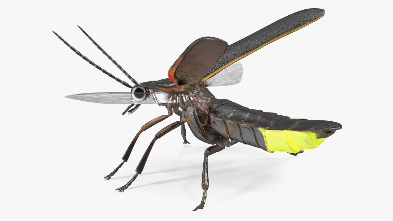 Eastern Firefly Glowing Basic Pose 3D model