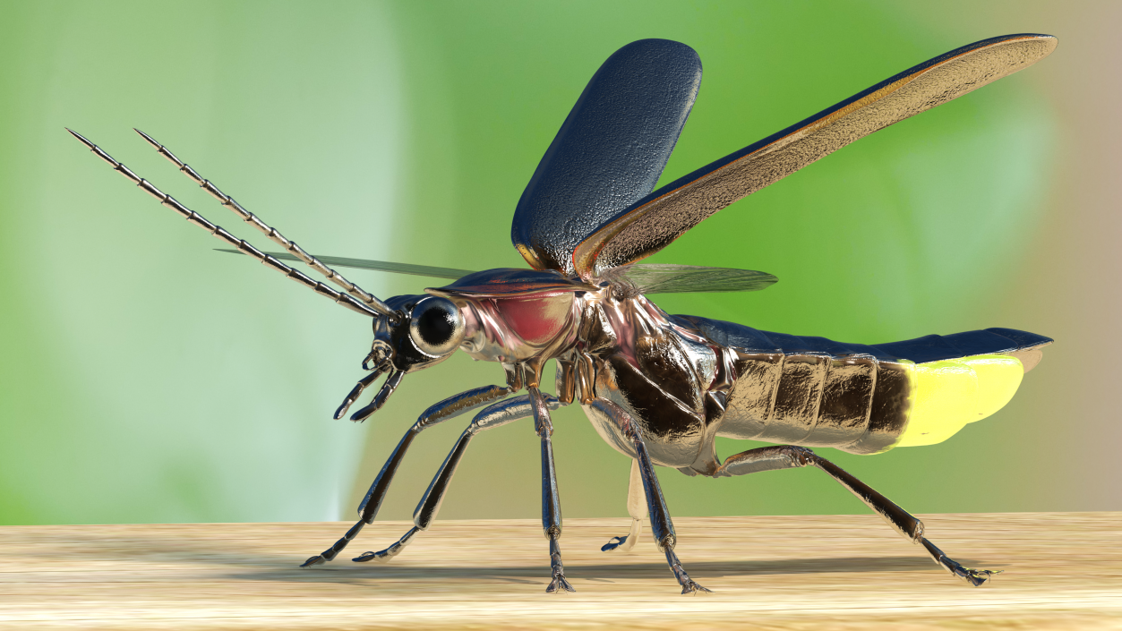 Eastern Firefly Glowing Basic Pose 3D model