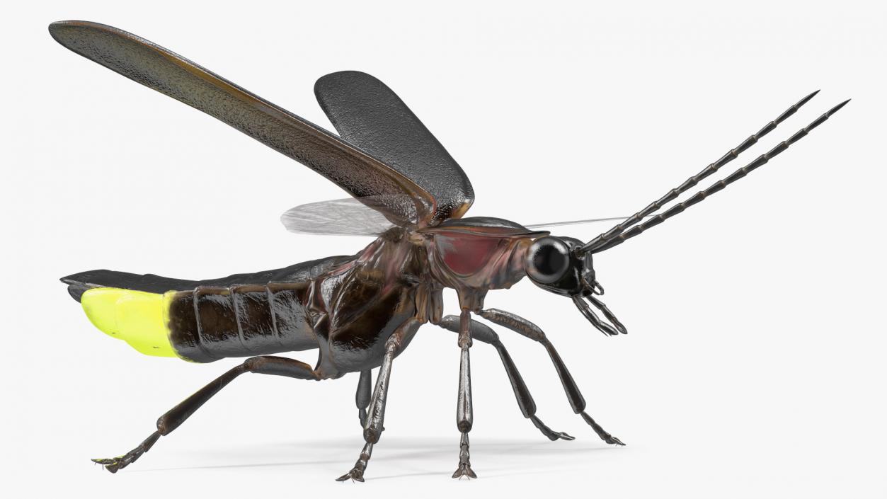 Eastern Firefly Glowing Basic Pose 3D model