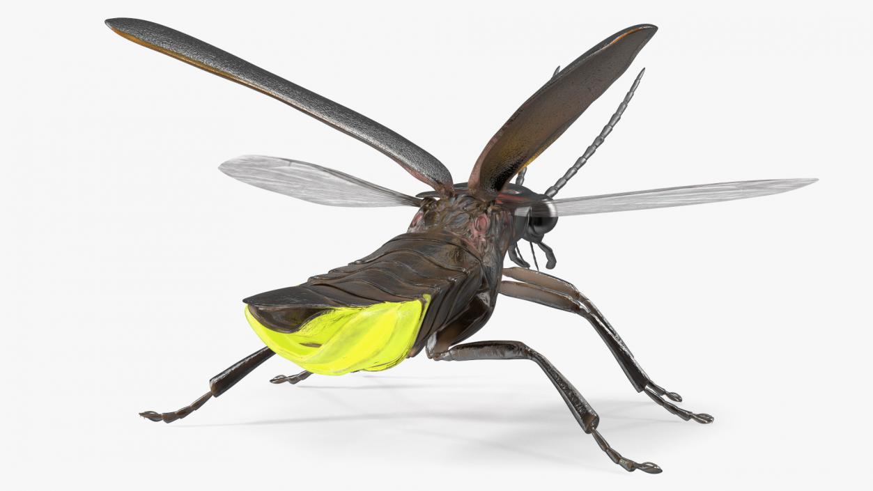 Eastern Firefly Glowing Basic Pose 3D model