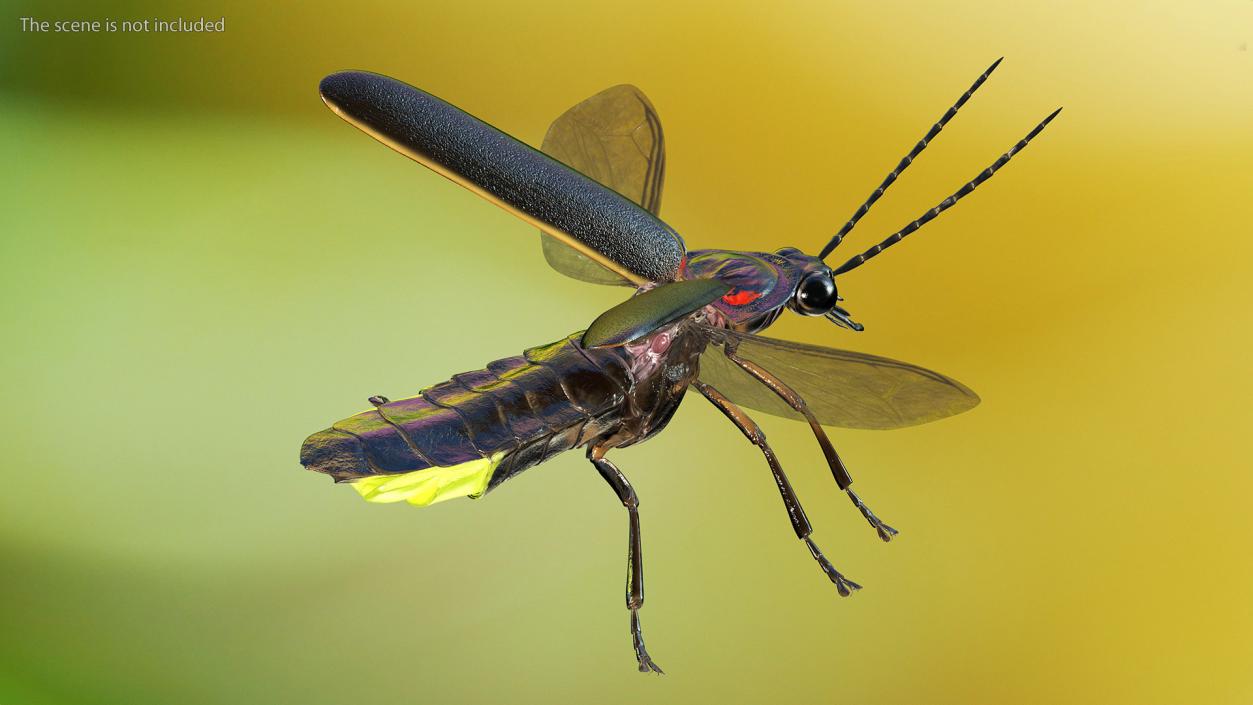 Eastern Firefly Glowing Basic Pose 3D model