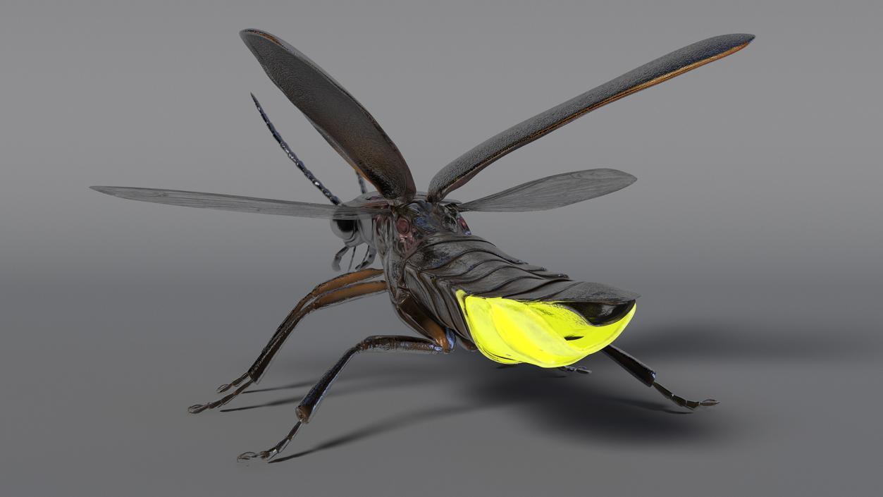 Eastern Firefly Glowing Basic Pose 3D model