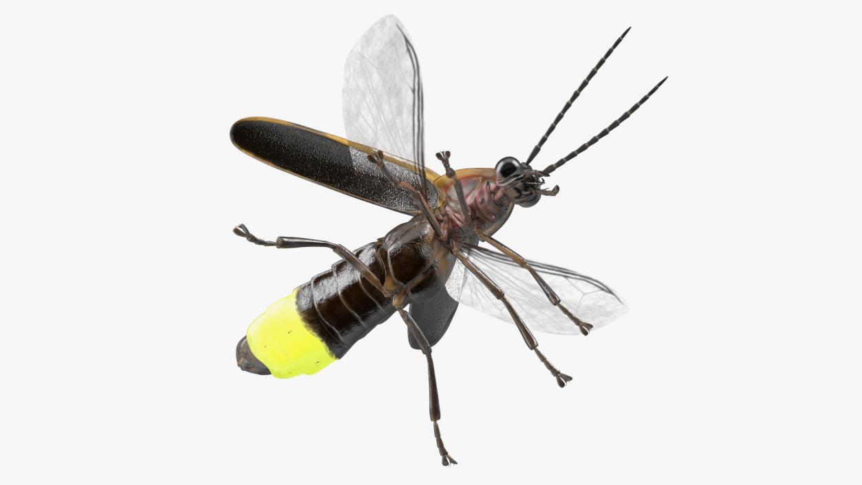 Eastern Firefly Glowing Basic Pose 3D model