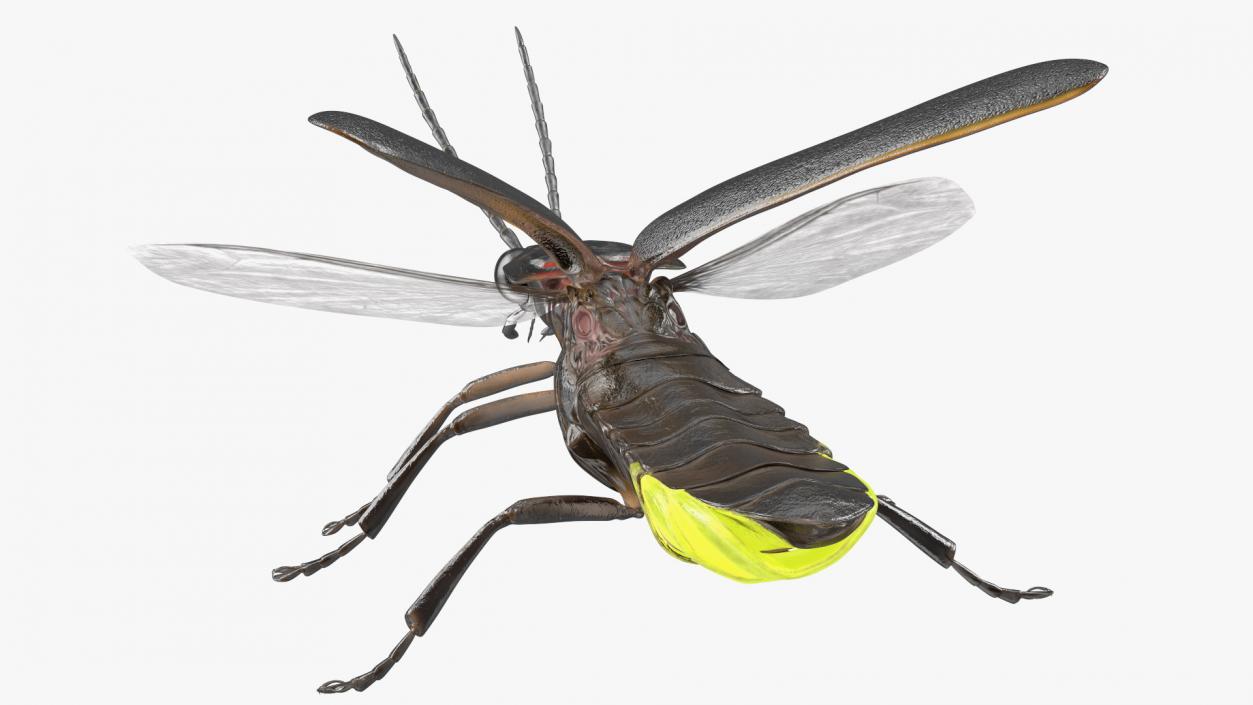 Eastern Firefly Glowing Basic Pose 3D model