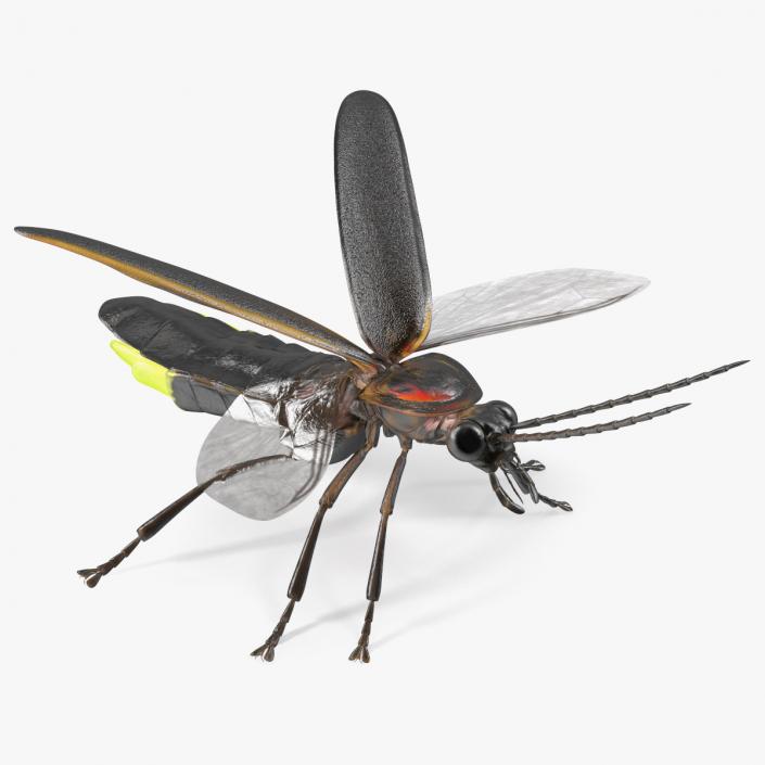 Eastern Firefly Glowing Basic Pose 3D model