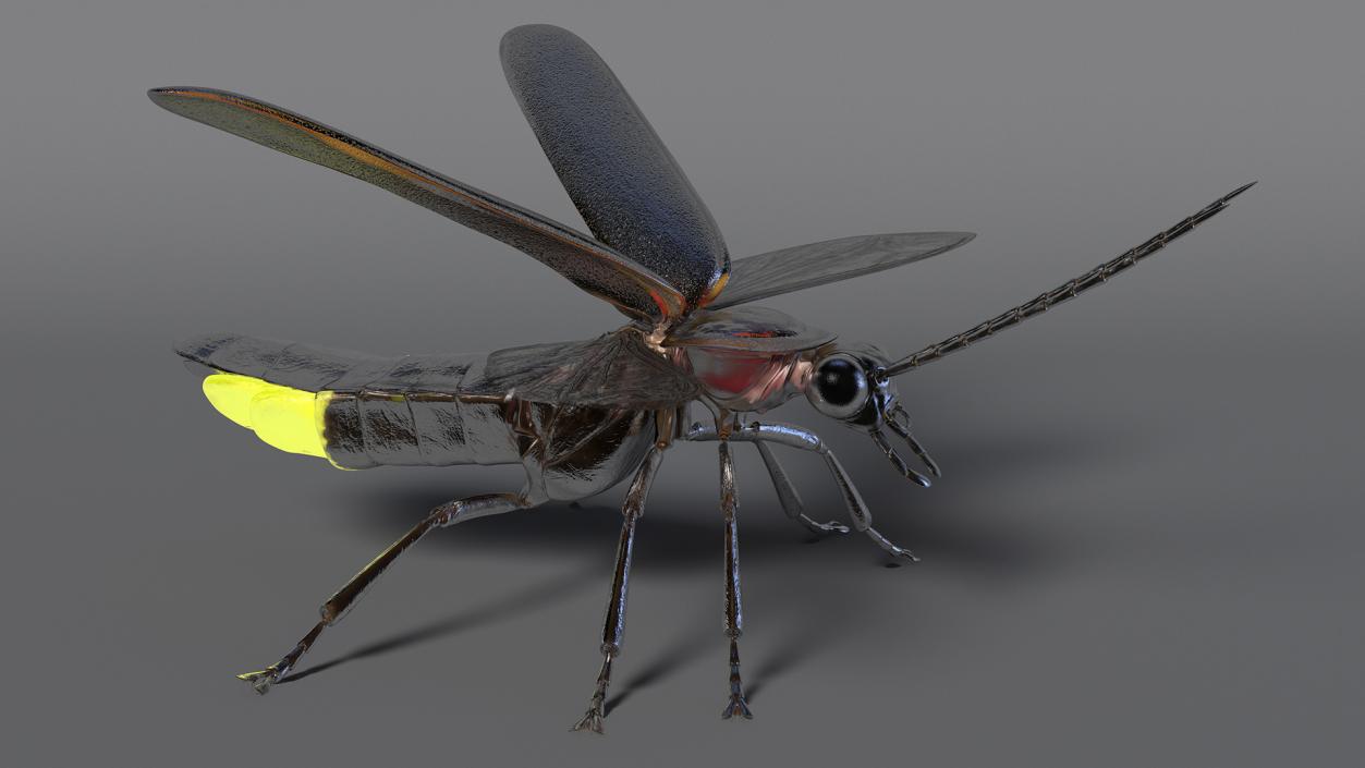 Eastern Firefly Glowing Basic Pose 3D model