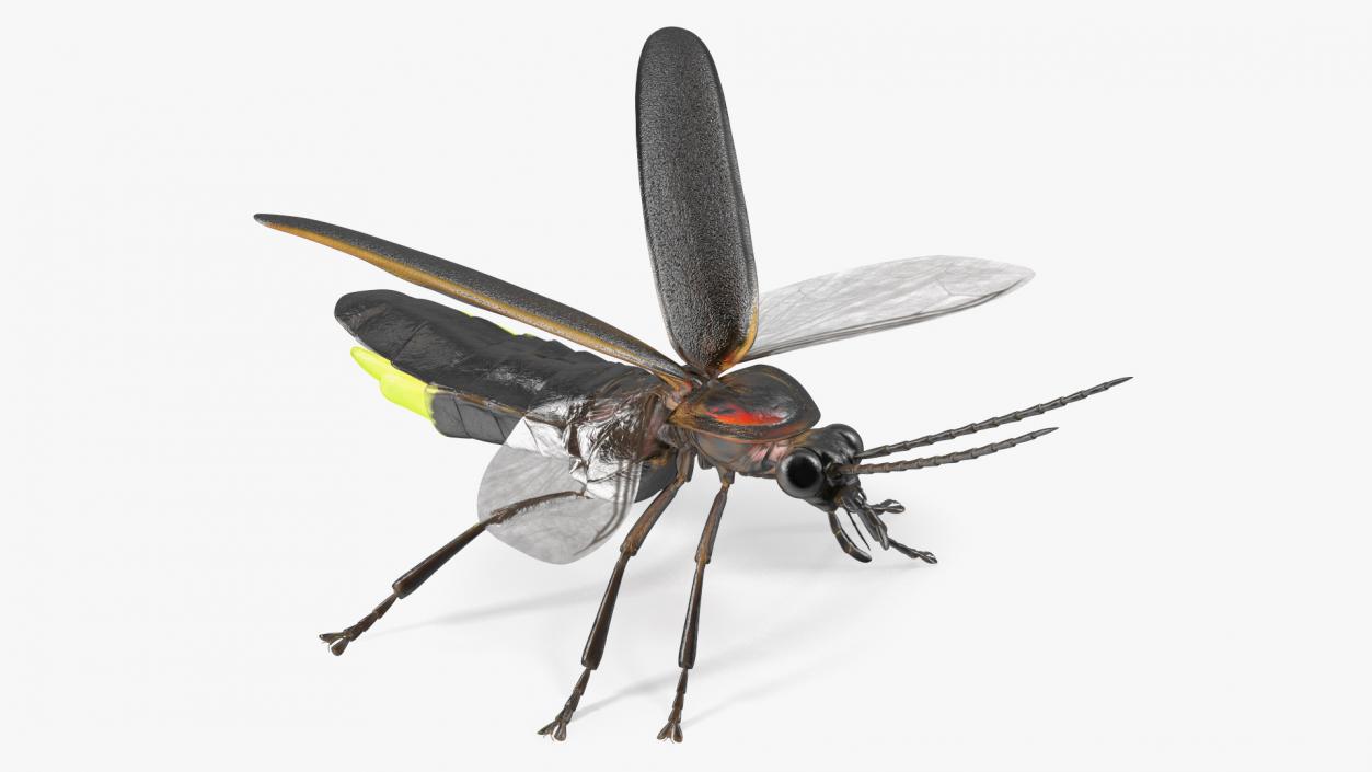 Eastern Firefly Glowing Basic Pose 3D model