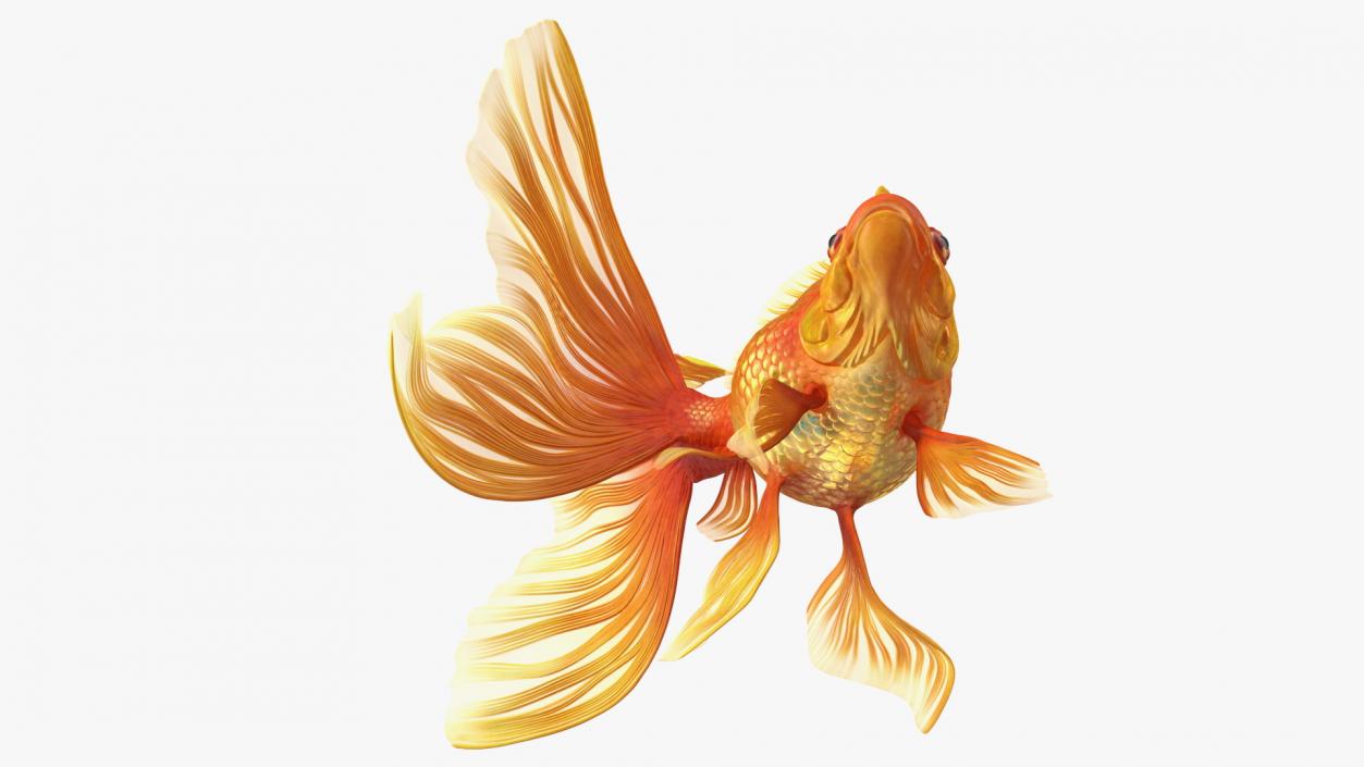 Orange Fancy Fantail Goldfish Swim 3D model