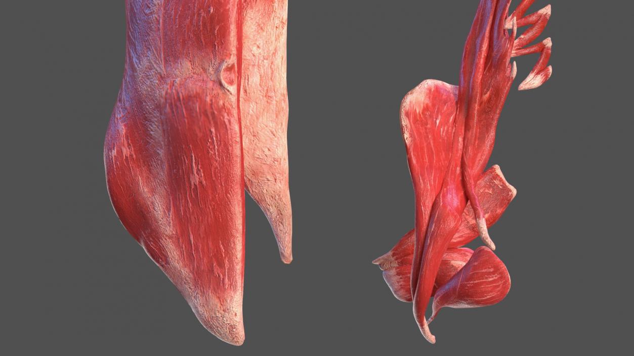 Young Male Muscle System 3D model