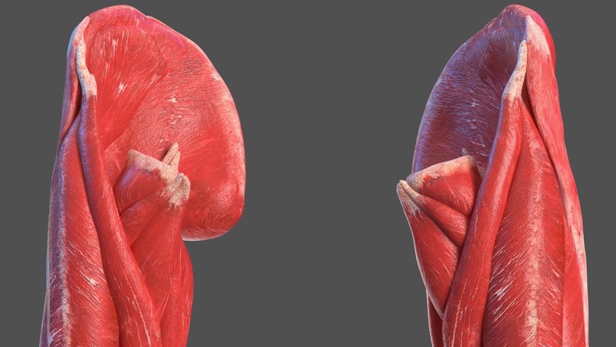 Young Male Muscle System 3D model