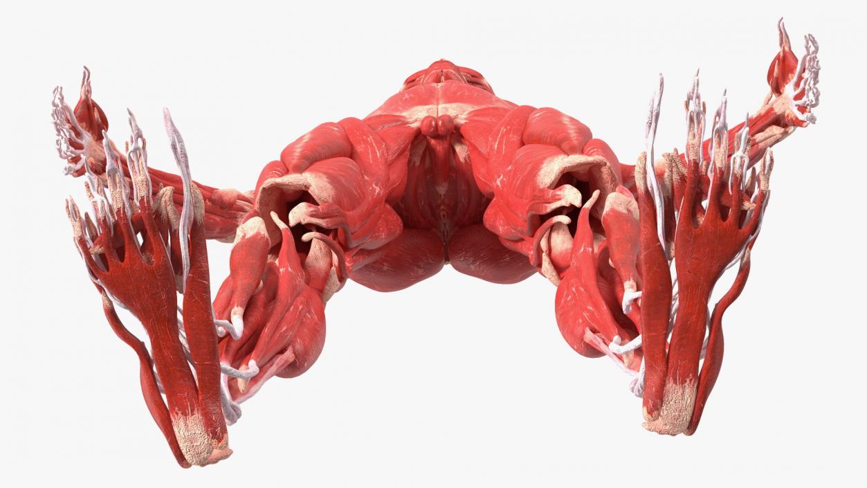 Young Male Muscle System 3D model