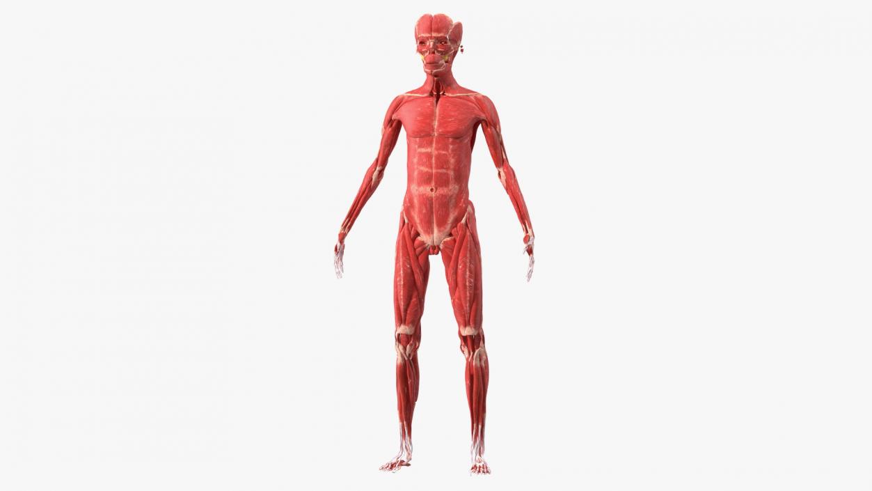 Young Male Muscle System 3D model