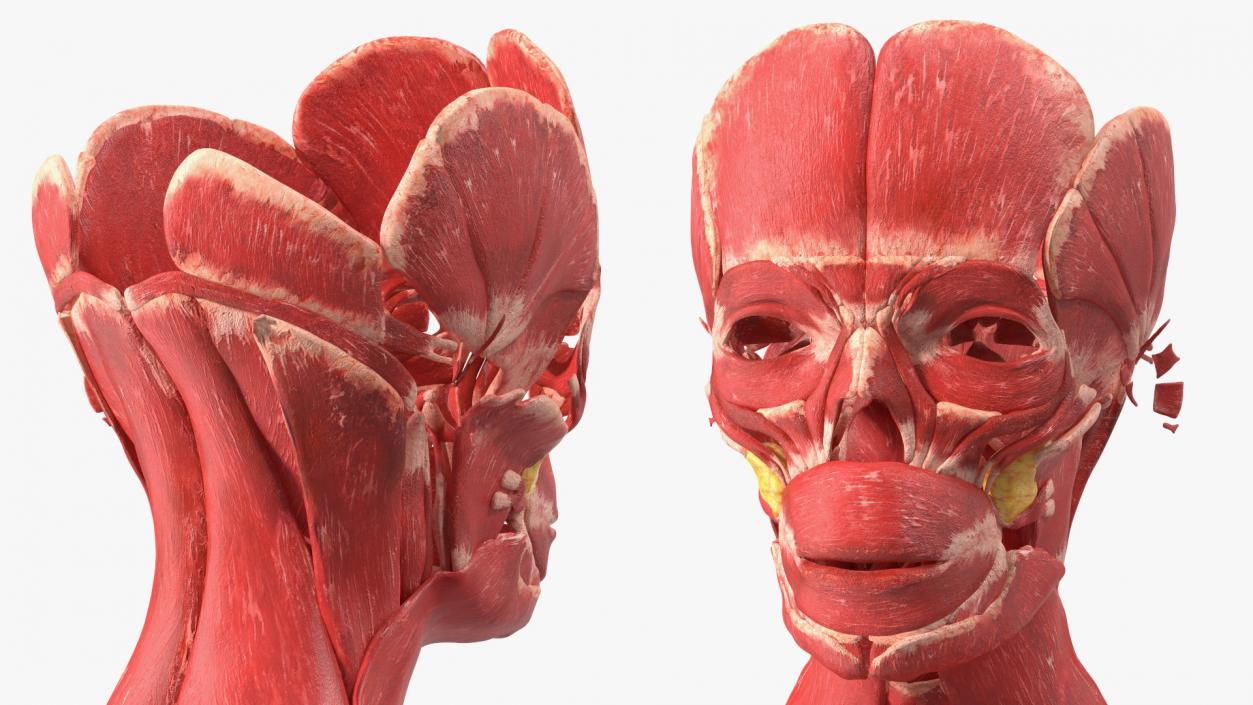 Young Male Muscle System 3D model