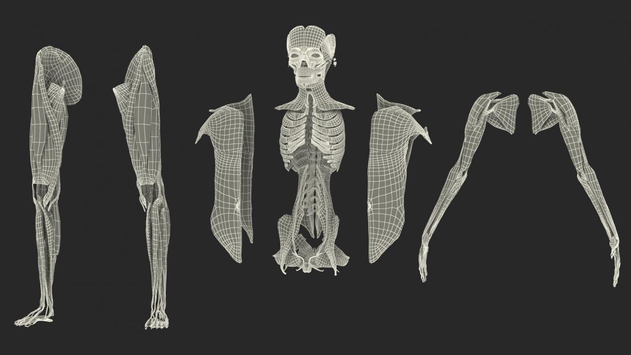 Young Male Muscle System 3D model