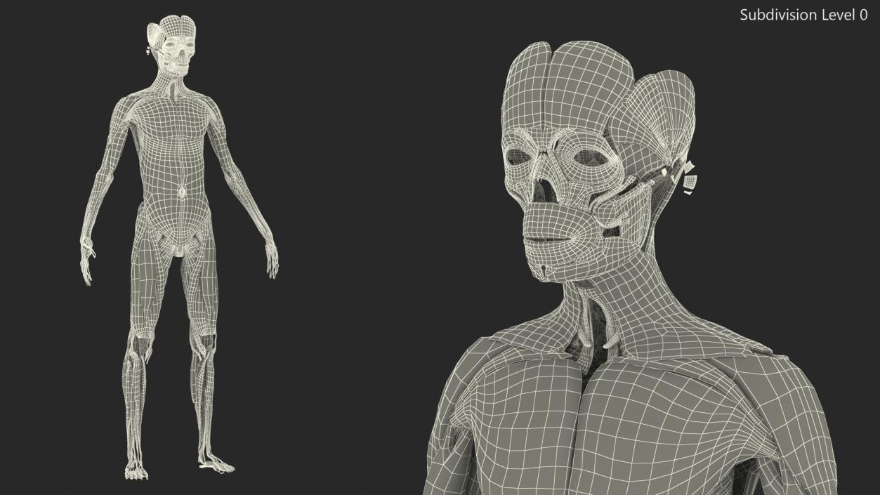 Young Male Muscle System 3D model