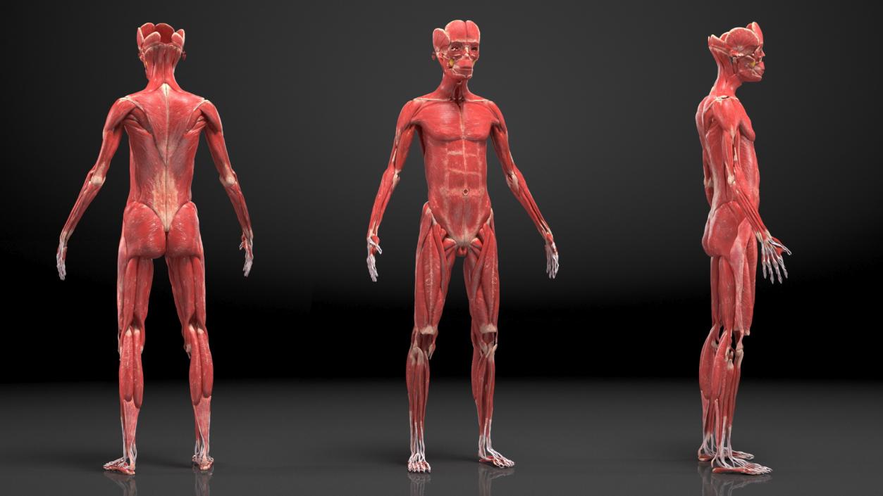 Young Male Muscle System 3D model