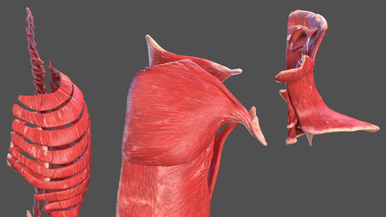 Young Male Muscle System 3D model