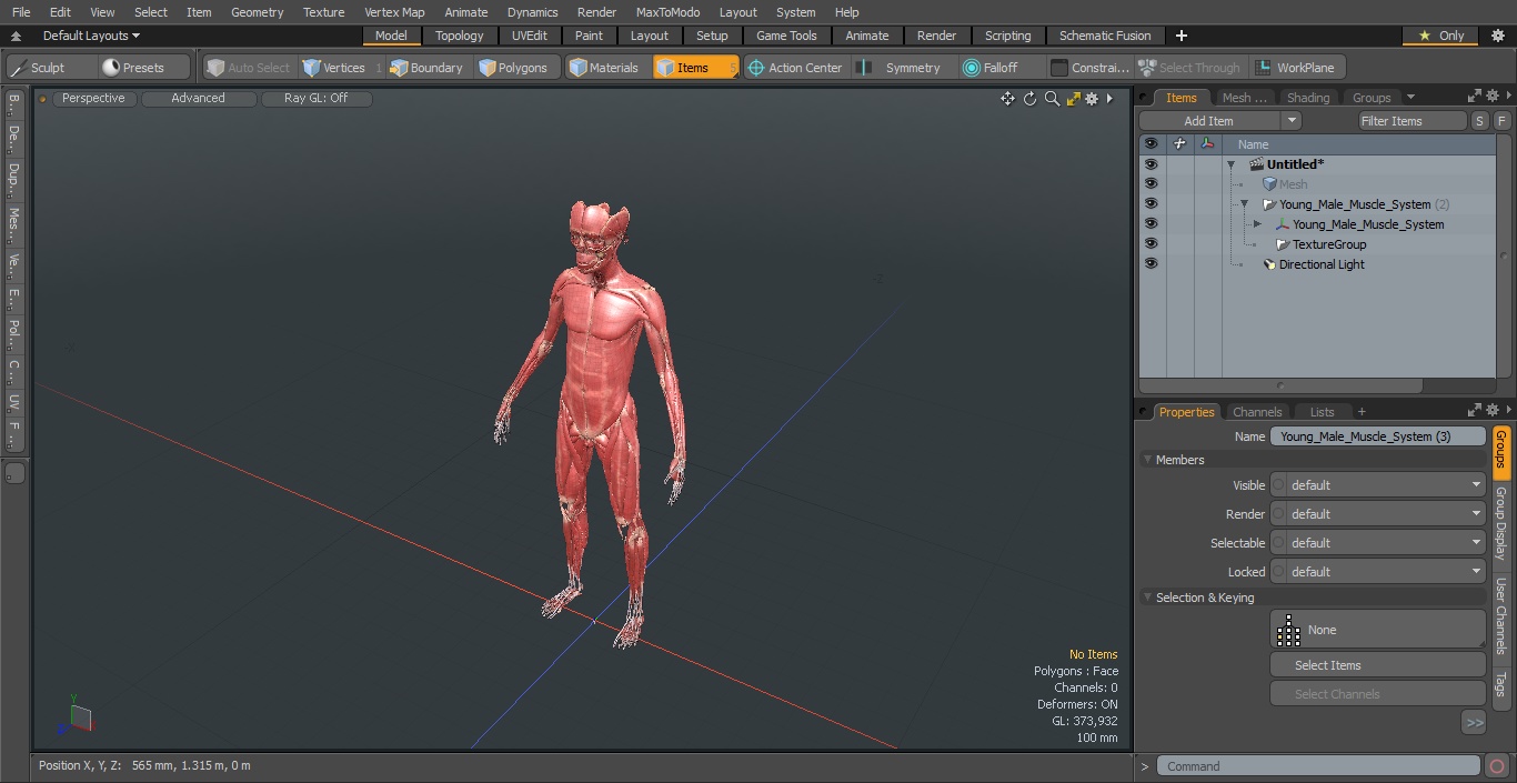 Young Male Muscle System 3D model