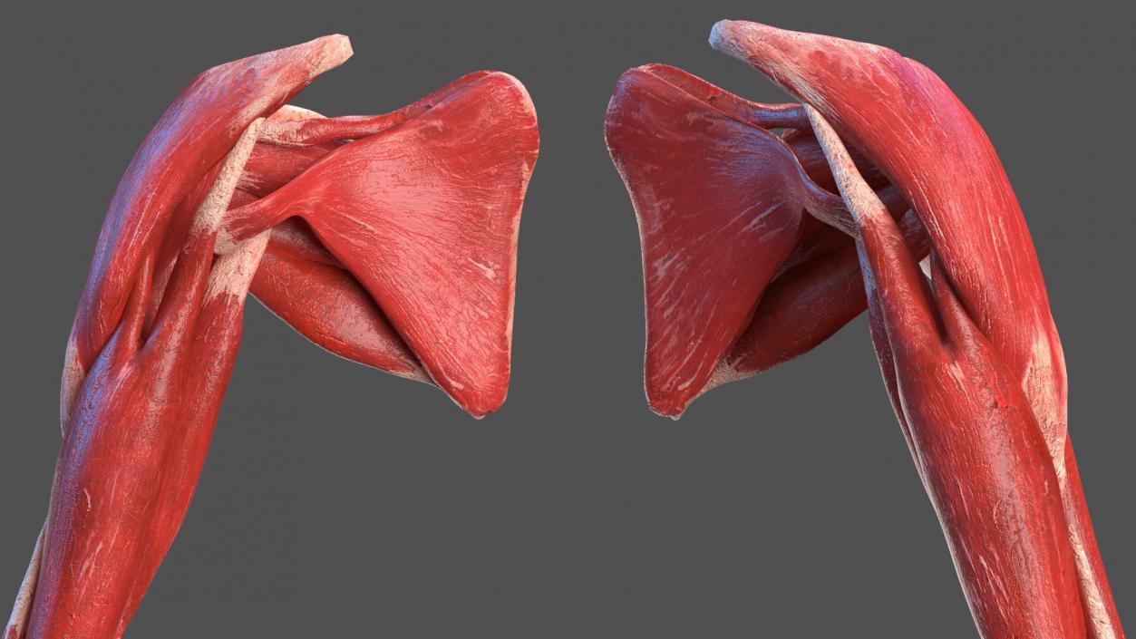 Young Male Muscle System 3D model