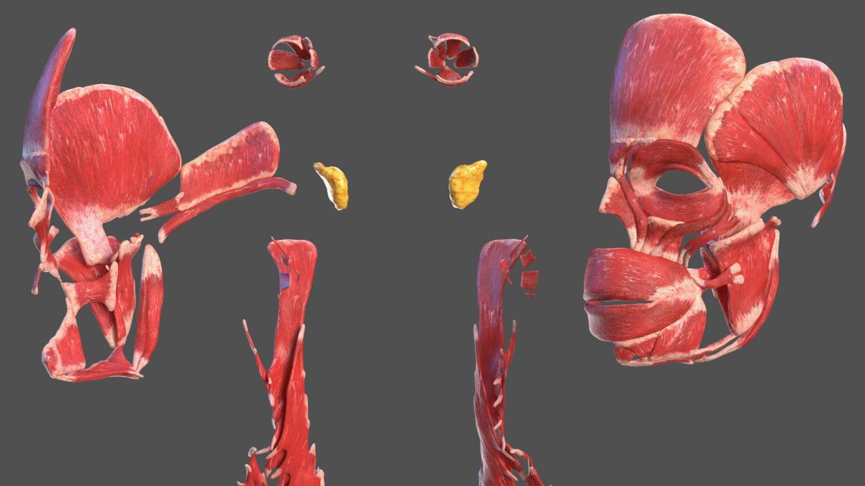 Young Male Muscle System 3D model