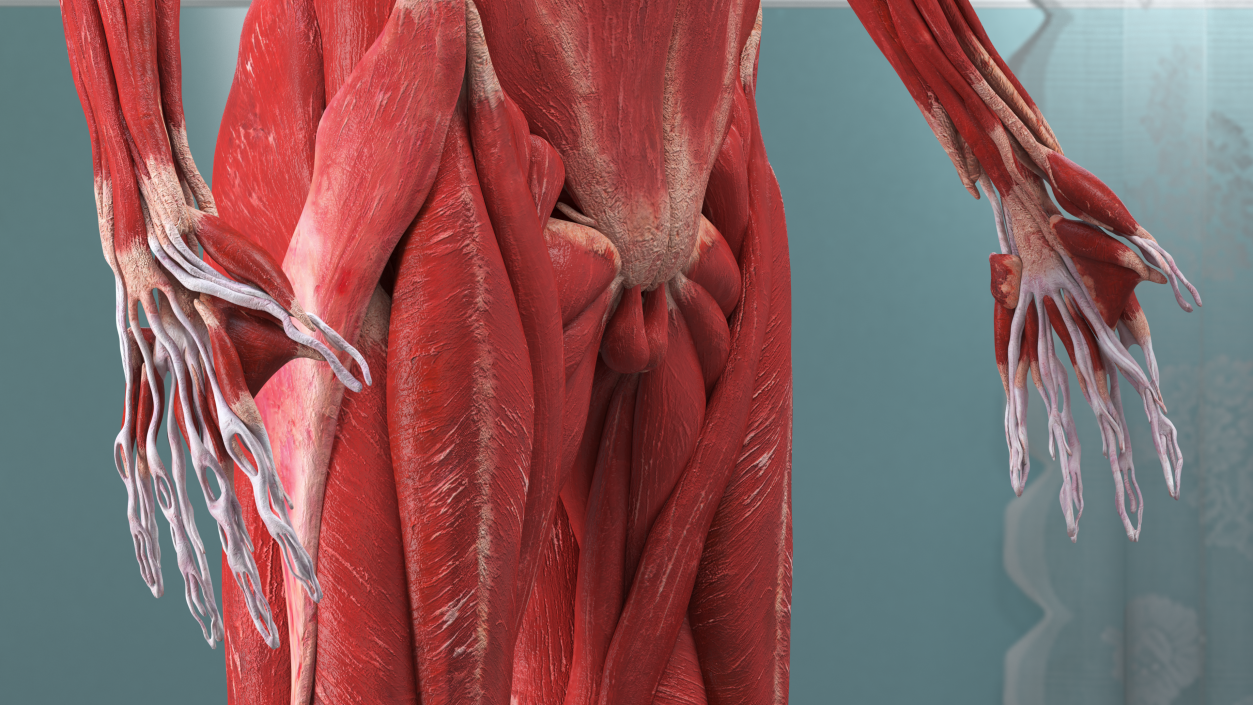 Young Male Muscle System 3D model