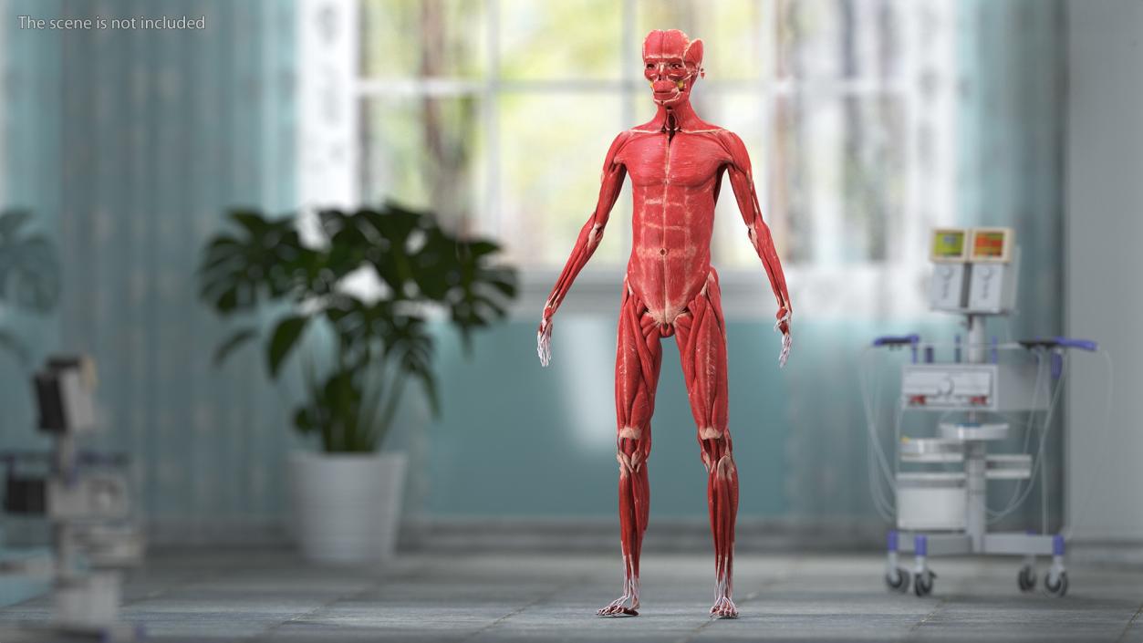 Young Male Muscle System 3D model