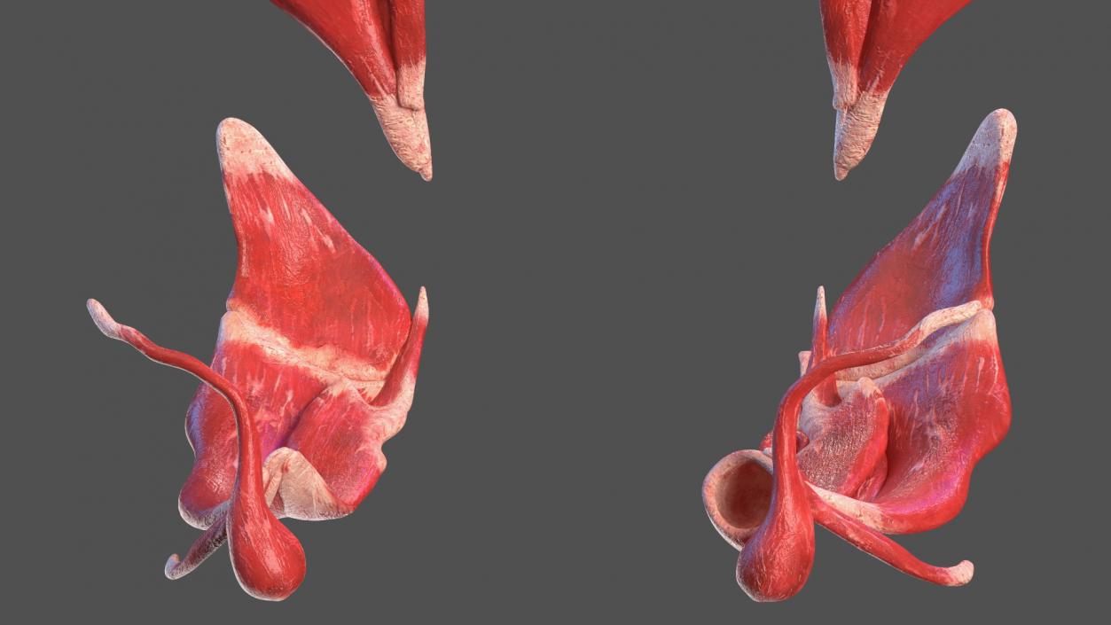 Young Male Muscle System 3D model