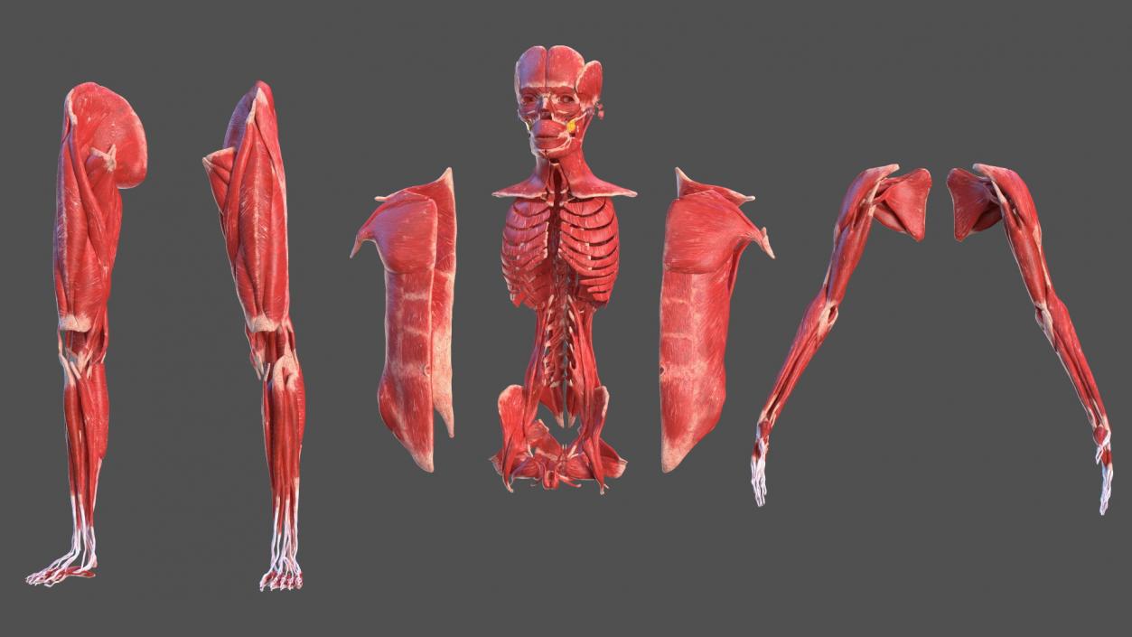 Young Male Muscle System 3D model