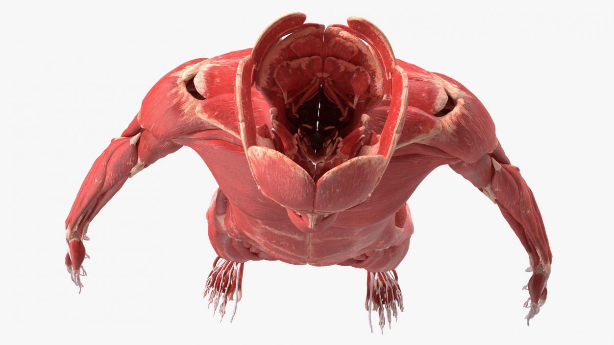 Young Male Muscle System 3D model