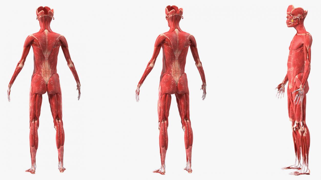 Young Male Muscle System 3D model