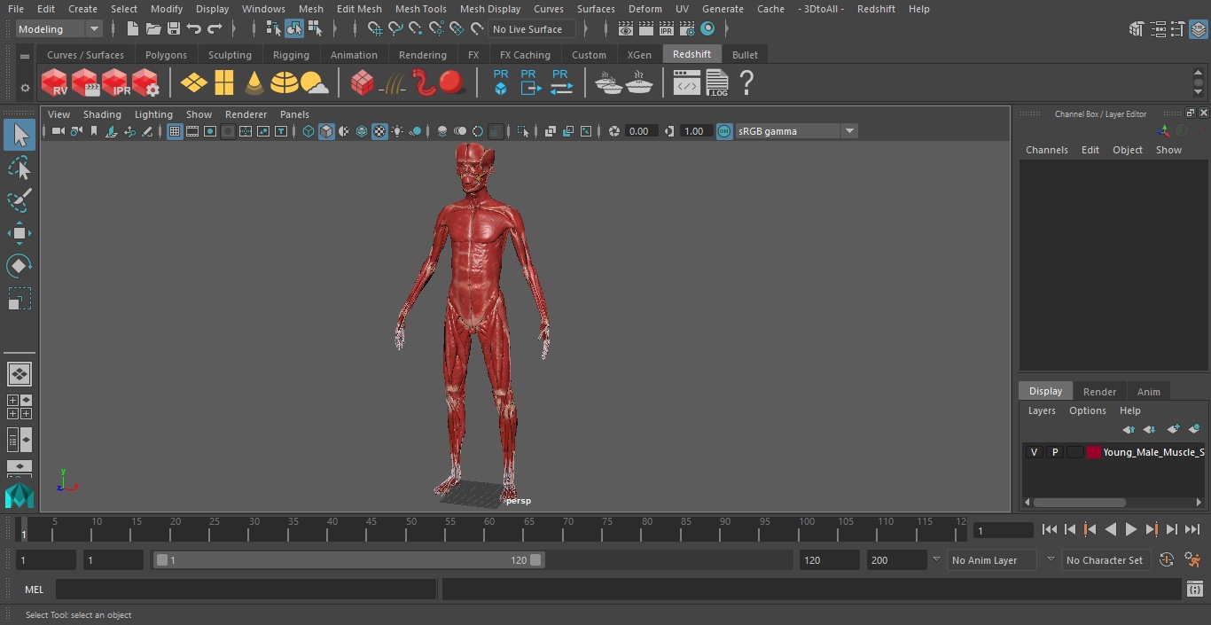 Young Male Muscle System 3D model