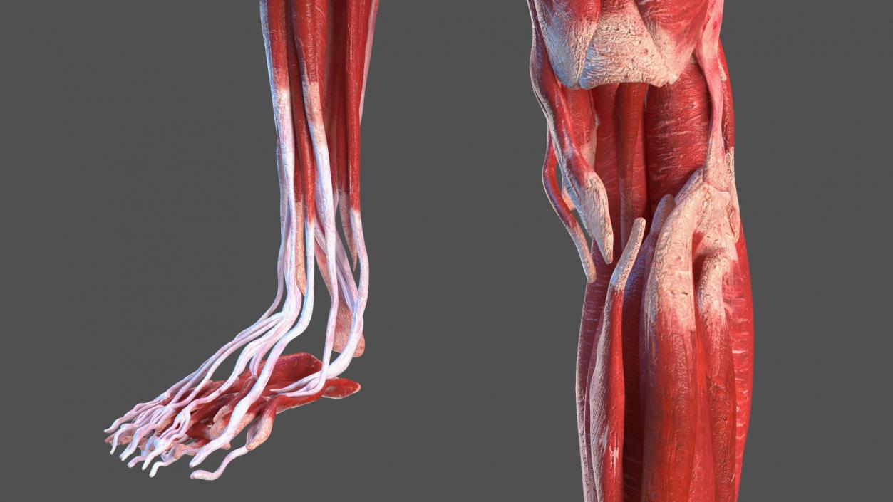 Young Male Muscle System 3D model