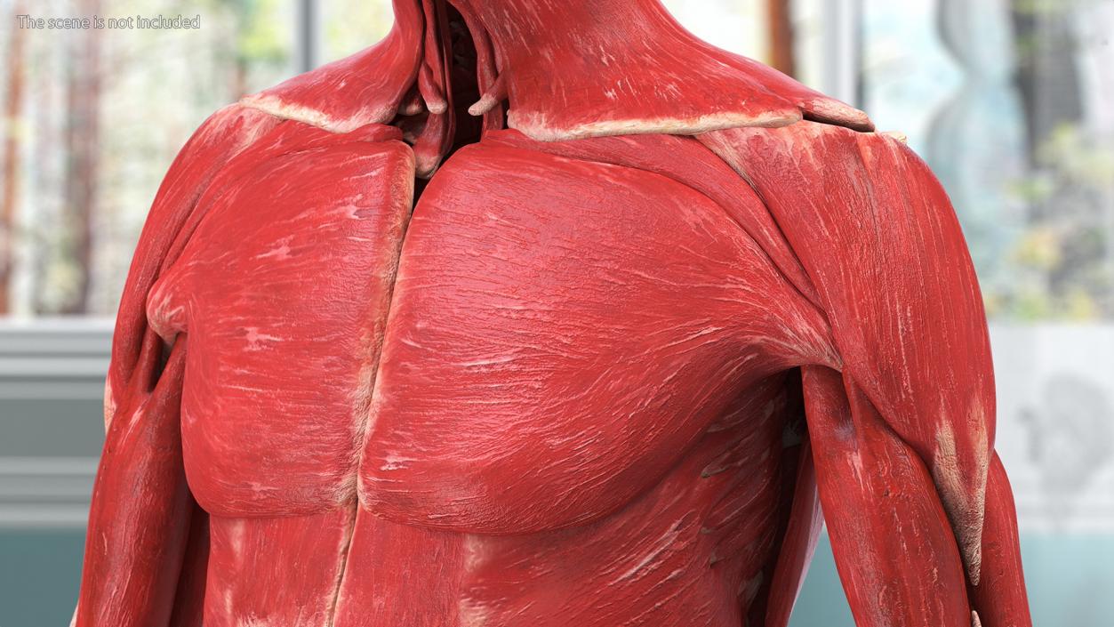 Young Male Muscle System 3D model