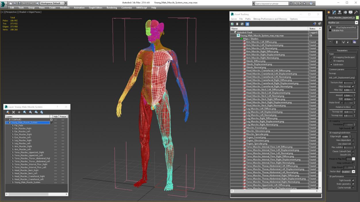 Young Male Muscle System 3D model