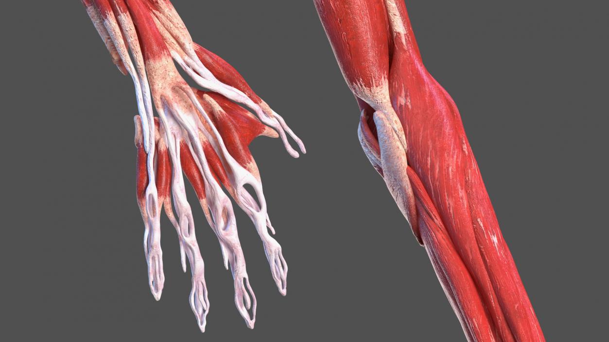 Young Male Muscle System 3D model