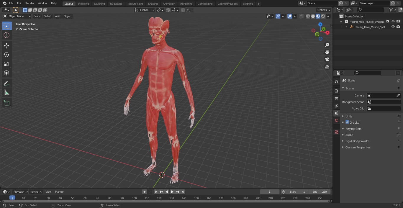 Young Male Muscle System 3D model