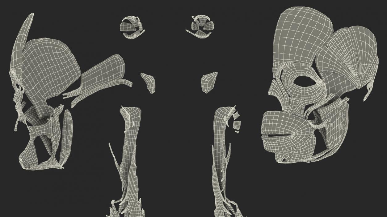 Young Male Muscle System 3D model