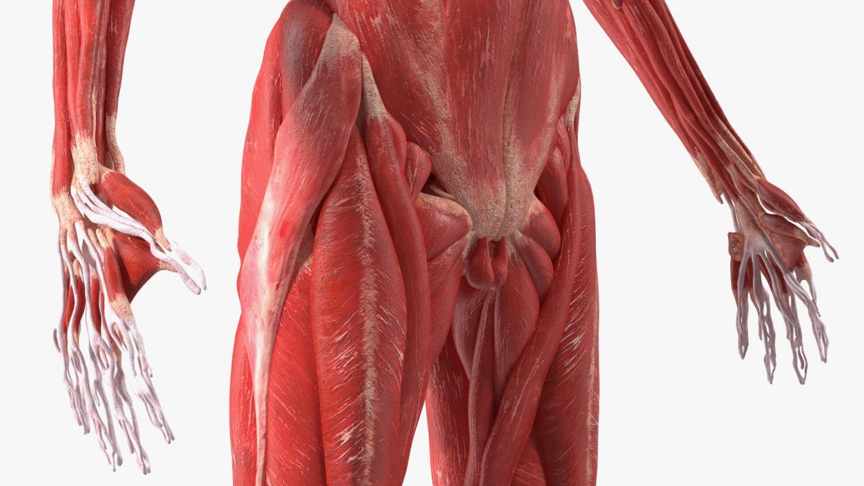 Young Male Muscle System 3D model