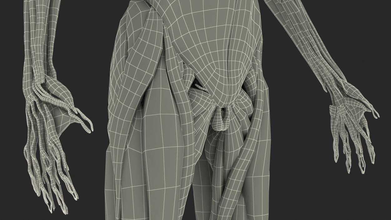 Young Male Muscle System 3D model