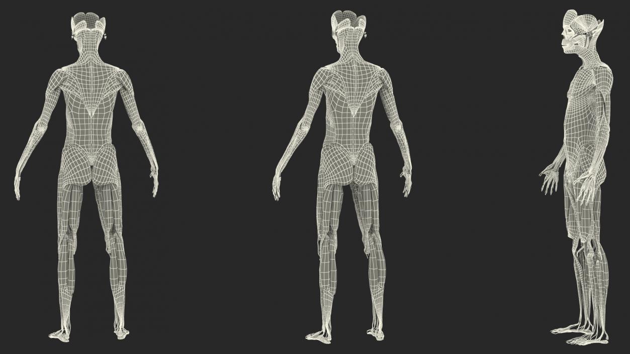 Young Male Muscle System 3D model