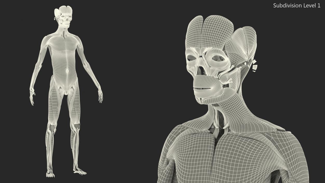 Young Male Muscle System 3D model