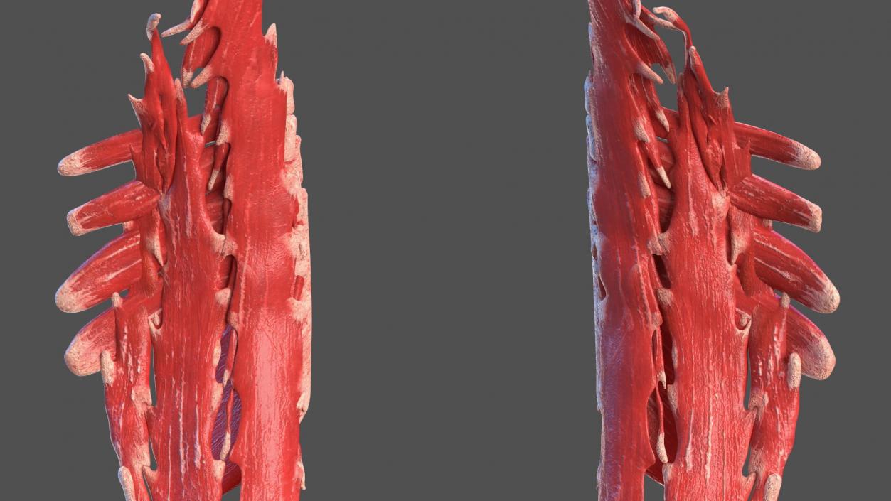 Young Male Muscle System 3D model