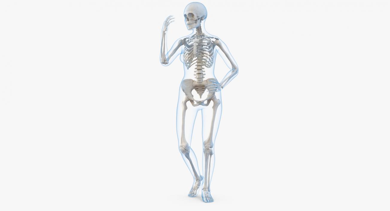 Female Body with Skeleton Rigged 3D