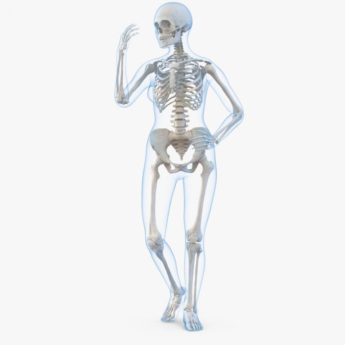 Female Body with Skeleton Rigged 3D