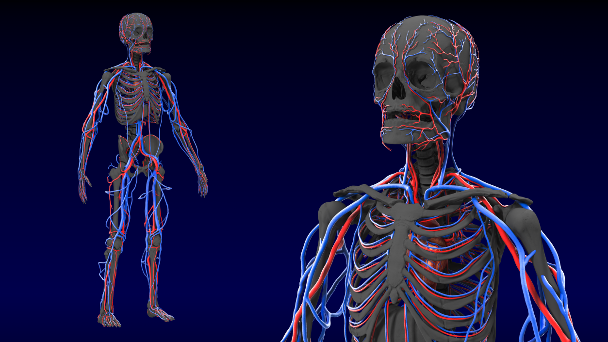 Human Cardiovascular System Full Body 3D