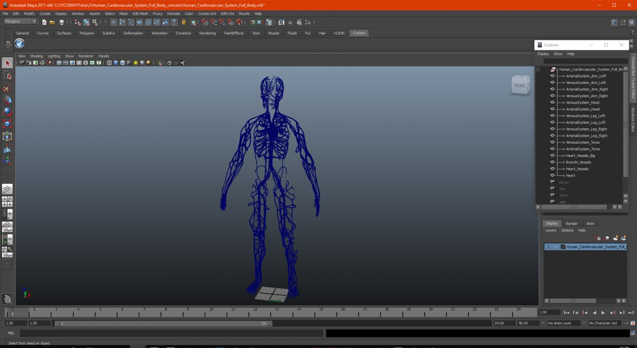 Human Cardiovascular System Full Body 3D