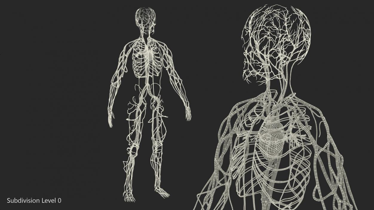 Human Cardiovascular System Full Body 3D