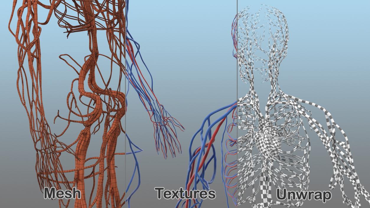 Human Cardiovascular System Full Body 3D